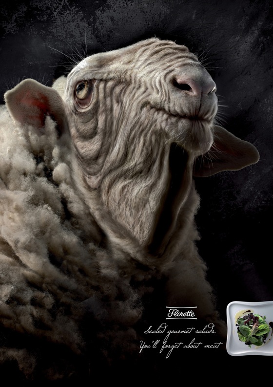 florette_sheep.jpg