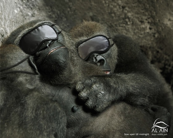 Al-Ain-Gorilla.jpg