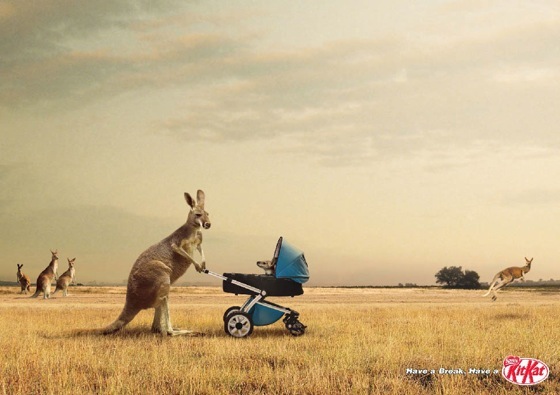 kitkatkangaroo.jpg